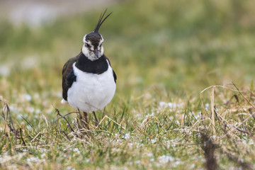 Kiebitz (Vanellus vanellus)