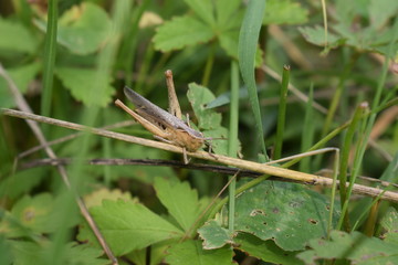 grasshopper in green grass