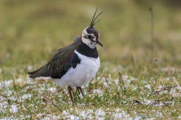 Kiebitz (Vanellus vanellus)