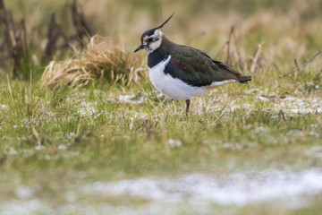 Kiebitz (Vanellus vanellus)