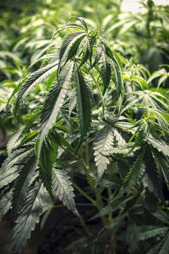 Leafy Green Cannabis Plant