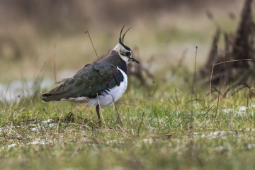 Kiebitz (Vanellus vanellus)