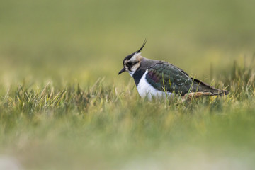Kiebitz (Vanellus vanellus)