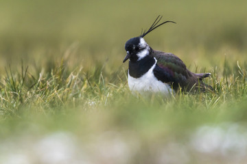 Kiebitz (Vanellus vanellus)