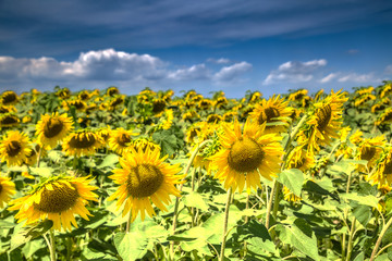 Fototapeta premium Sunflower field in Venice