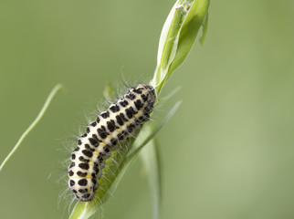 caterpillar on a grass