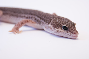Common leopard gecko (Eublepharis macularius) looking intensely ready to strike with head raised white background in studio selective focus. Common Leopard gecko on white background, shallow DOF.