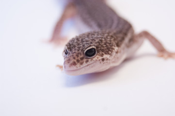 Common leopard gecko (Eublepharis macularius) looking intensely ready to strike with head raised white background in studio selective focus. Common Leopard gecko on white background shallow DOF.
