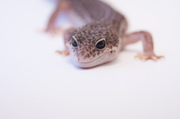Common leopard gecko (Eublepharis macularius) looking intensely ready to strike on white background in studio selective focus. Common Leopard gecko on white background, focus on nose and eyes.