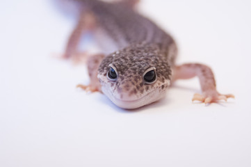 Close up of common leopard gecko (Eublepharis macularius) head and front leg, in profile. Gecko lizard on white background in studio with macro lens. Shallow depth of field. Focus on eyes.