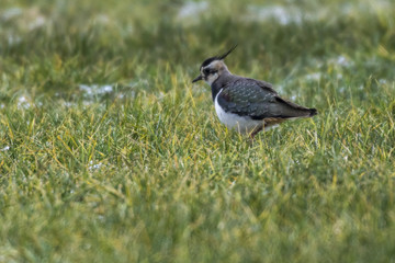 Kiebitz (Vanellus vanellus)