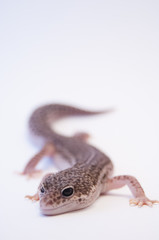 Common household pet leopard gecko (Eublepharis macularius) on white background full body, selective focus. Brown leopard Lizard on white background. Horizontal view, shot in studio.