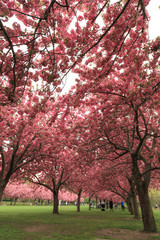  Cherry blossom garden in Brooklyn