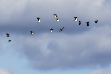 Kiebitz (Vanellus vanellus)