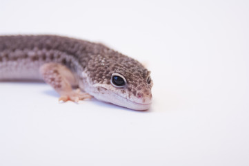 Common leopard gecko (Eublepharis macularius) half body looking intensely at camera on white background in studio selective focus.