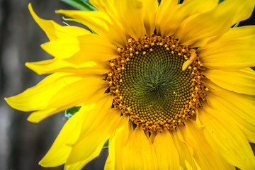 Obraz premium Sunflower bloom