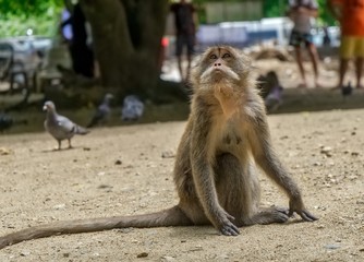 Monkey sitting in the sunlight waiting for the tourists