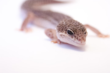 Common leopard gecko (Eublepharis macularius) full body in studio on white background, selective focus. Focus on eyes of leopard gecko lizard on white, body close to ground leaning towards right leg.