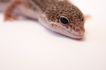 Close up of common leopard gecko (Eublepharis macularius) looking at camera. Gecko lizard on white...