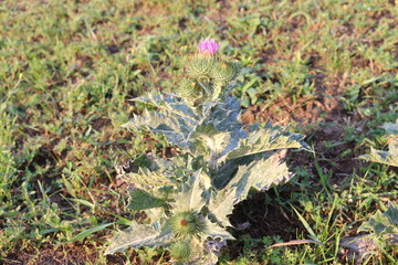  Purple flowers bloom in a meadow