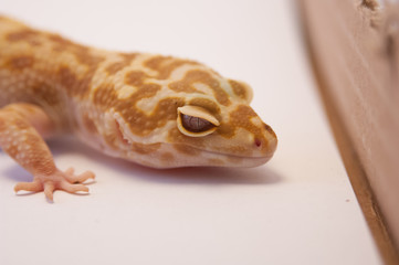 Close up of common super hypo leopard gecko (Eublepharis macularius) looking at camera. Gecko...