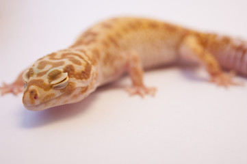 Close up of Super Hypo Leopard Gecko lizard (Eublepharis macularius) with eyes closed on white background studio shot. Shallow depth of field, close up of gecko on white.