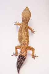 Looking down on Super Hypo Leopard Gecko lizard (Eublepharis macularius) full body on white...