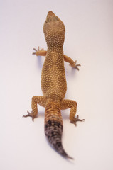 Looking down on Super Hypo Leopard Gecko lizard (Eublepharis macularius) full body on white...