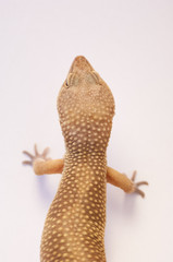 Looking down on Super Hypo Leopard Gecko lizard (Eublepharis macularius) top of body on white background in studio with macro lens shallow depth of field. Focus on bumpy  texture of body head to side.