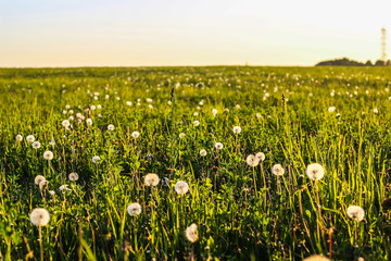 green field with white dandelions