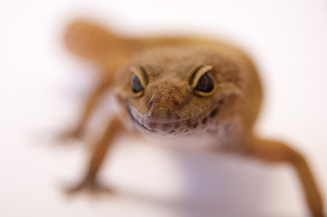 Close up Leopard gecko (Eublepharis macularius) white background looking at camera, focus on eyes. Leopard lizard on white shallow depth of field. Extreme close up of leopard gecko smiling at camera.