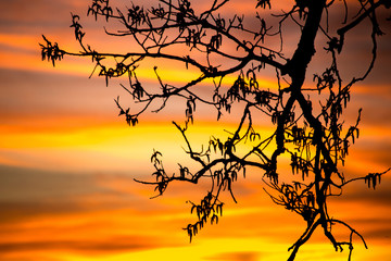 Cottonwood tree leafless branches at sunset sunrise
