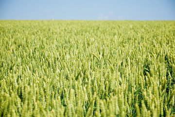 ripening wheat on the field