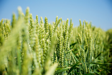ripening wheat on the field