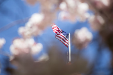 American Flag Old Glory stars and stripes waving through cherry blossoms blue sky