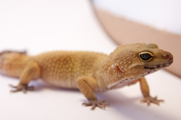 Naklejka premium Detail Leopard gecko (Eublepharis macularius). Leopard lizard on white shallow depth of field. Extreme close up of leopard gecko profile, 3/4 of body.