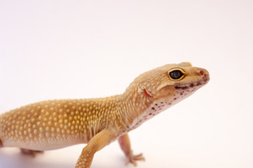 Detail Leopard gecko (Eublepharis macularius). Leopard lizard on white shallow depth of field. Extreme close up of leopard gecko profile of head and upper body.