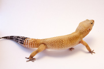 Detail of super hypo Leopard gecko (Eublepharis macularius). Leopard lizard on white shallow depth...