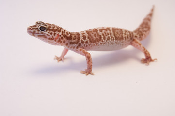 Naklejka premium Detail Leopard gecko (Eublepharis macularius) white background on all fours. Leopard lizard on white shallow depth of field. Extreme close up of leopard gecko, looking ahead.