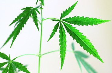 Green cannabis leaves close-up on a light background. 