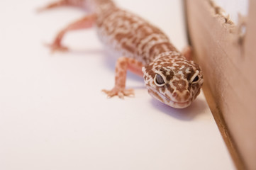 Detail Leopard gecko (Eublepharis macularius) white background on all fours. Leopard lizard on...