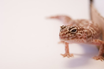 Detail Leopard gecko (Eublepharis macularius) white background curled up next to box. Leopard lizard on white shallow depth of field. Extreme close up of leopard gecko, focus on eyes and nose.
