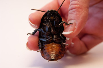 Woman's hand holding a Madagascar hissing cockroach (Gromphadorhina portentosa) on white background.  Dirty bug on the floor. Pest control, infestation of cockroaches.