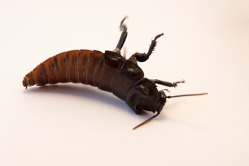 (Gromphadorhina portentosa) arching back fighting to turn over. Gross cockroach, urban problem. Hissing cockroach on its back. Cockroach on white.