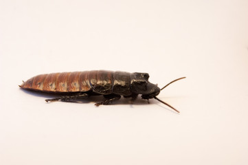 Madagascar hissing cockroach (Gromphadorhina portentosa) on white background crawling on white background. Dirty bug on the floor. Pest control, infestation of cockroaches, profile of cockroach.