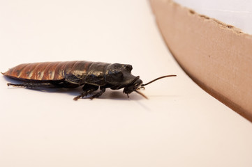 Madagascar hissing cockroach.(Gromphadorhina portentosa) on white background going towards cardboard box. Gross cockroach, pest infestation.