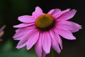 Obraz premium Pretty pink Daisy