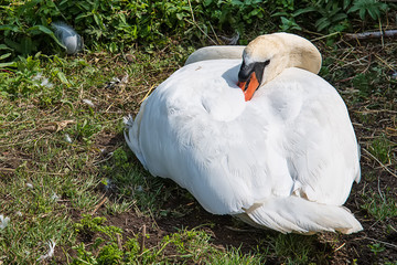 Swan resting on grass 