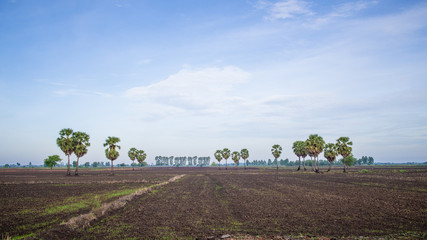 Fototapeta na wymiar sugar palm in wide open area