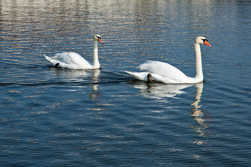 Naklejka premium Lake With Swans